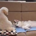 ボス犬と一緒に寝た…