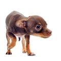 怖がる犬を安心させ…