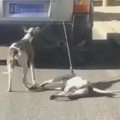 犬を車で引きずり回…
