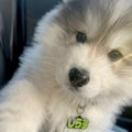 助手席に座る大型犬…