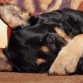 犬の『ごめんねサイ…