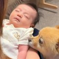 お風呂に入る赤ちゃ…