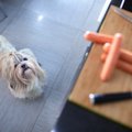犬を『近づけてはい…