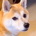 犬に『お茶持ってこ…
