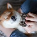 犬の『肉球』にして…