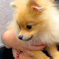 子犬ポメの『お散歩…