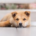 犬好きが選んだ♡犬が…