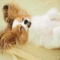 信頼してる証！犬が…