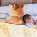 犬と赤ちゃんが『一…