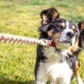 犬の『態度が悪い』…