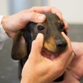 犬のマイボーム腺腫…