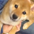 たまたま気になった…