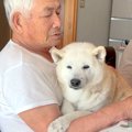 夏、犬が大好きなお…