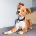 犬は声だけで飼い主…