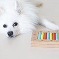 犬に『知育玩具』は…