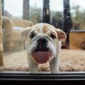 犬が窓の外に吠えて…