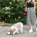 犬の拾い食いでの死…