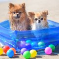 夏に犬と遊ぶ時にす…