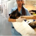 飼い主に前足を折ら…