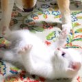 『夜中に発見した保…