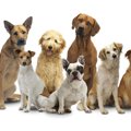 【犬の豆知識】犬は1…