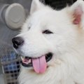雑種犬はかわいい！…