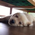狂犬病の予防接種率…