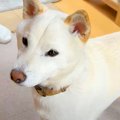 犬が飼い主に『ドッ…