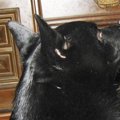 犬がテレビを見る理…