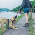 犬が『リード』を嫌…