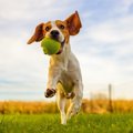 犬が遊びに誘っても…