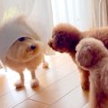 犬がお友だちの気を…