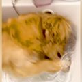 散歩から帰宅した犬…
