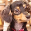 犬のカラー「タン」…