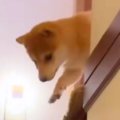 『階段から降りれな…
