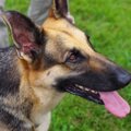 【意識しよう】犬が…
