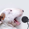 愛犬『ジミーチュウ…