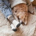 犬が『寒すぎる』と…