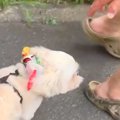 60歳から70歳の『お…