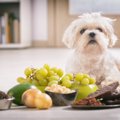 絶対NG！犬が食べた…
