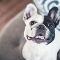 犬がしゃくれてる！…