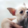犬の泣く声は赤ちゃ…