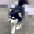 家の近くで『捨てら…