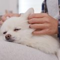 犬に飼い主の気持ち…