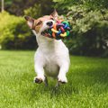 犬が飼い主をからか…
