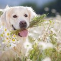 犬に安全な植物4選