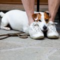 犬の怖がりは克服で…