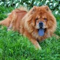 チャウチャウの舌は…