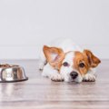 これキライ！犬がご…