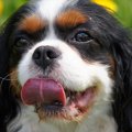 犬のチアノーゼの症…